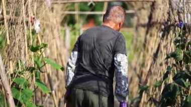 Tayvan 'da güneşli bir günde çiftlikte yetişen bulanık yeşil bitkilerle ilgilenirken kameraya gülümseyen geleneksel doğu koni şapkası ve günlük kıyafetleriyle kıdemli Asyalı adam.