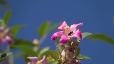 Çiçek açan arılar nektar topluyor.