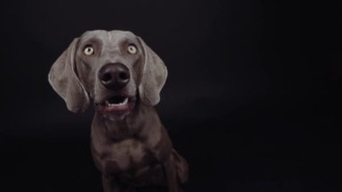 Komik Weimaraner köpeği stüdyoda siyah arka planda yiyecek yakalıyor.