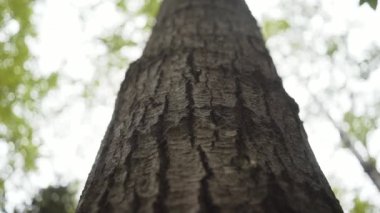 Aşağıdan gövde manzarası ve Algonquin İl Parkı 'ndaki ormanda yetişen uzun yaşlı ağacın yeşil yaprakları görünüyor.