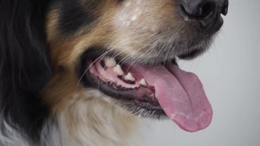 Kameraya bakarak dili çıkmış melez bir köpek.