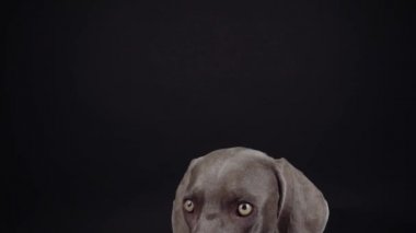 Komik Weimaraner köpeği stüdyoda siyah arka planda yiyecek yakalıyor.