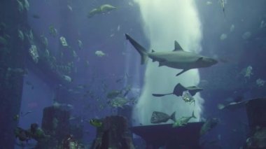 Büyük akvaryumda çeşitli balıklar