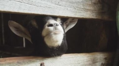 Ahşap çitin arkasında yerli keçi