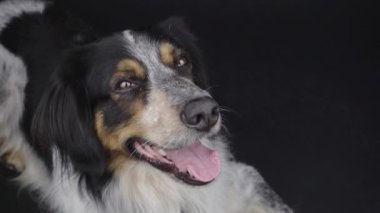 Tatlı, tüylü, melez Bordernese ya da Collie Bernese Mountain Dog Mix 'in yakın çekimi.