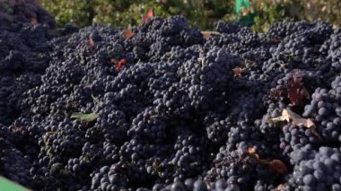 Yazın kırsalda bulutlu gökyüzünün altında lezzetli taze üzüm demetleri.