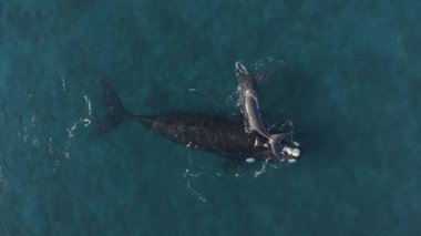 Yukarıdan büyük mavi balina ve bebek balinanın temiz şeffaf deniz suyunda ağır çekimde yüzüşü görünüyor.