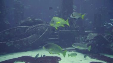 Büyük akvaryumda çeşitli balıklar