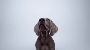 Komik Weimaraner köpeği stüdyoda beyaz arka planda yiyecek yakalıyor.