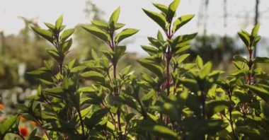 Bahçede yetişen yeşil yapraklı taze bitkiler güneşli bir yaz günü kırsalda.