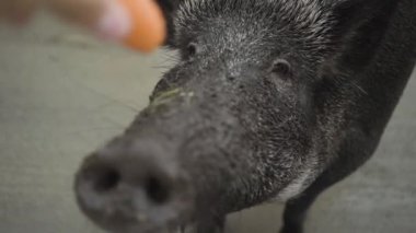 Yabandomuzunu doğal ortamında besleyen insan.