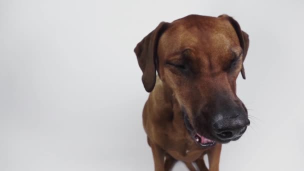Renrasiga Ridgeback Hund Vit Bakgrund — Stockvideo