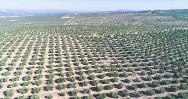 Oliventræer Frugthave Solrig Dag – Stock-video