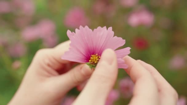 牧草地に立つ匿名の女性の閉鎖とピンクの花の繊細な花弁を引き裂く — ストック動画