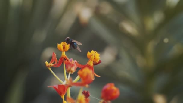 Closeup Insect Flying Landing Blooming Plant Sunny Summer Day Garden — 图库视频影像