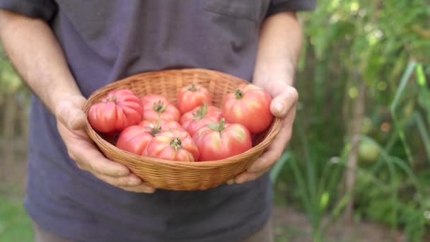 Coltivare Giardiniere Maschio Irriconoscibile Azienda Ciotola Vimini Con Pomodori Rossi — Video Stock