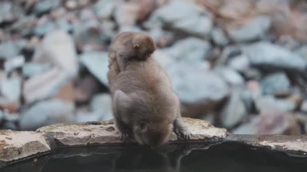 Erwachsene Und Baby Schneeaffen Trinken Wasser Aus Dem See Jigokudani — Stockvideo