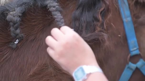 Cropped Unrecognizable Woman Manicured Hands Braiding Black Mane Bay Horse — Stock Video