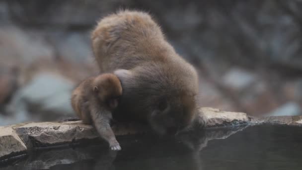 Felnőtt Bébi Hómajmok Ivóvíz Jigokudani Monkey Park Yamanouchi — Stock videók
