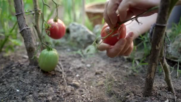 Afgrøde Anonym Gartner Plukke Modne Røde Øko Tomater Fra Grøn – Stock-video