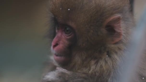 Detailní Záběr Rozkošné Dítě Japonské Macaque Hnědou Srstí Škrábání Nadýchaný — Stock video
