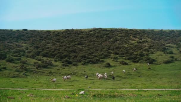 Αγέλη Από Χαριτωμένα Πρόβατα Περπάτημα Και Βόσκηση Καταπράσινο Λιβάδι Στην — Αρχείο Βίντεο