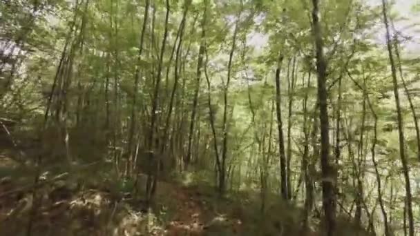 Pov Udsigt Smalle Buede Sti Løber Gennem Skoven Med Frisk – Stock-video
