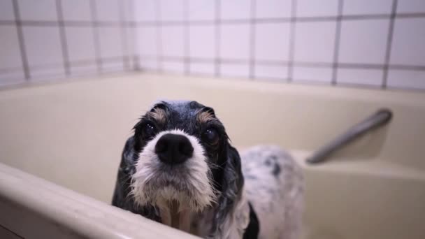 Carino Bagnato Cocker Spaniel Cucciolo Piedi Nella Vasca Bagno Guardando — Video Stock