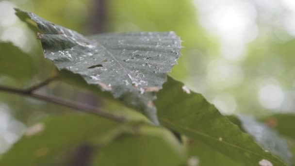 Nahaufnahme Eines Grünen Blattes Mit Wassertropfen Die Zeitlupe Auf Zweigen — Stockvideo