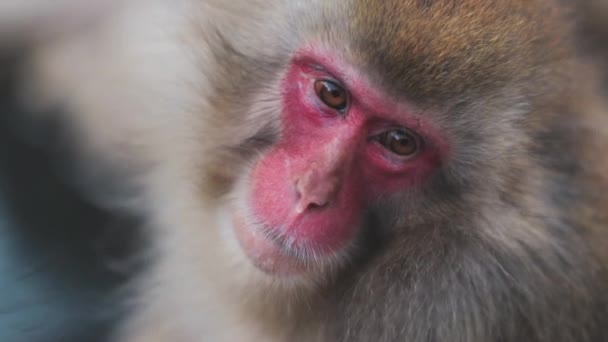 Yamanouchi Deki Jigokudani Maymun Parkı Nda Kahverengi Kürklü Tüylü Ağızlık — Stok video