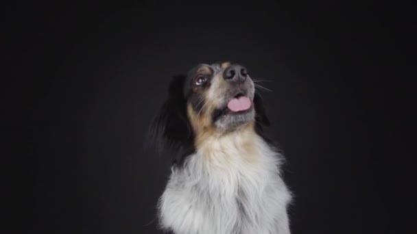 Volwassen Gemengde Ras Bordernese Border Collie Berner Mountain Dog Mix — Stockvideo