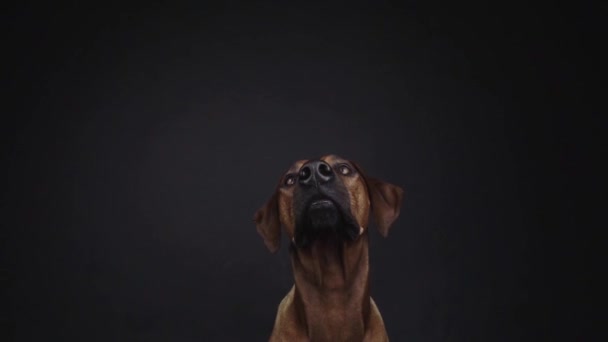 Purebred Ridgeback Σκυλί Αλίευση Σνακ Στο Στούντιο — Αρχείο Βίντεο