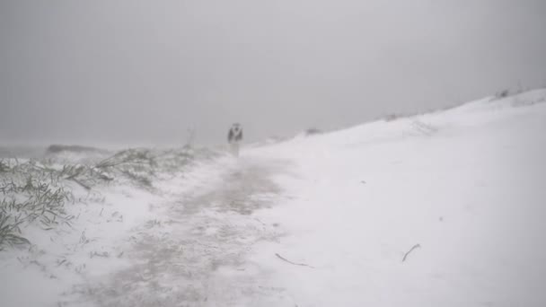 Chien Rusé Courant Rapidement Travers Les Flots Neige Dans Prairie — Video