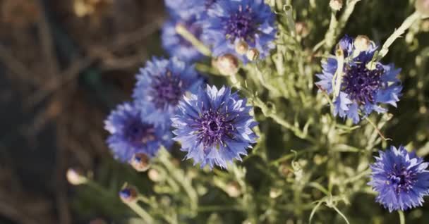 Fentről Balra Kilátás Nyílik Friss Kék Fehér Virágok Növekvő Füves — Stock videók
