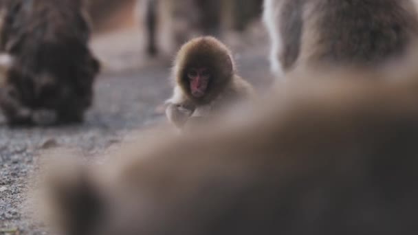 Pluizige Sneeuwaap Met Bruin Bont Zittend Jigokudani Monkey Park Yamanouchi — Stockvideo