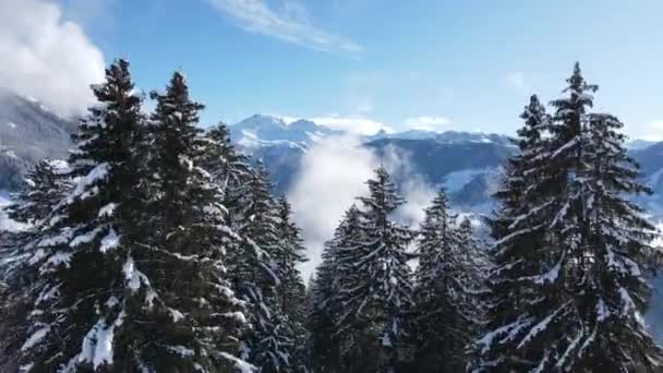 Pittoresk Drone Uitzicht Naaldbomen Bedekt Met Heester Vorst Groeien Besneeuwd — Stockvideo