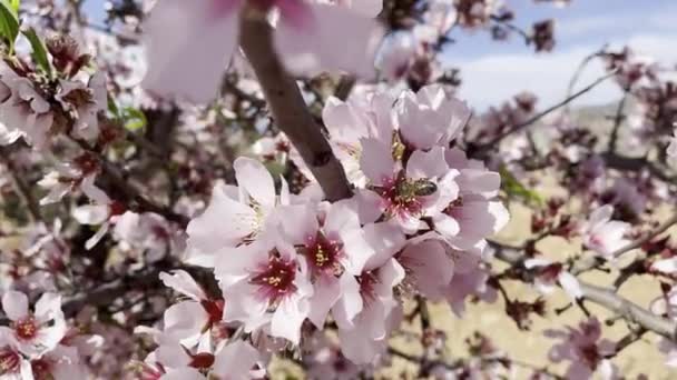 일하는 정원에서 꽃피는 아몬드 나무에서 자라는 분홍색 화밀을 빨아먹는 — 비디오