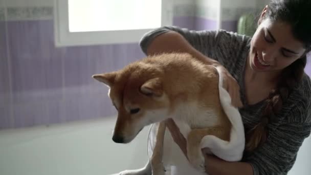 女人在洗完澡后用洁白的浴巾擦拭着 而狗则站在浴缸里悲伤地看着远方 — 图库视频影像