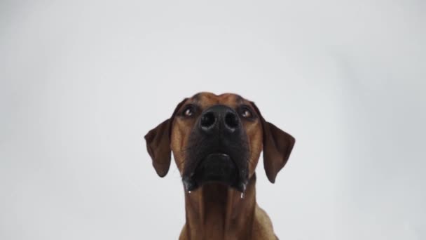 Purebred Ridgeback Cão Pegar Lanche Estúdio — Vídeo de Stock