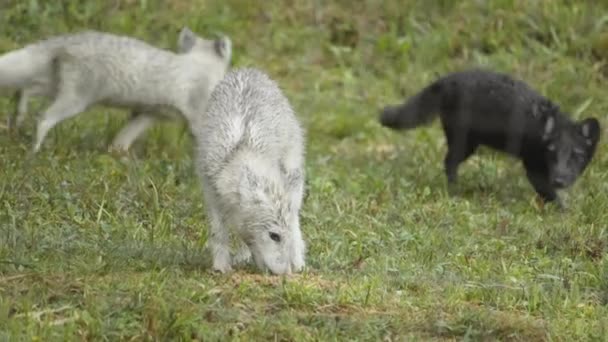 Filhotes Lobo Floresta Dia Nublado — Vídeo de Stock