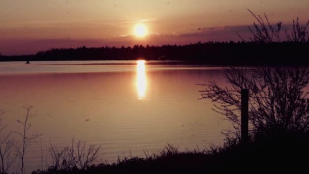 夏日清早 一群昆虫在平静的湖面上飞翔 — 图库视频影像