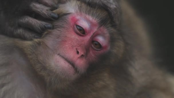Close Macaco Japonês Adorável Com Pele Marrom Arranhando Focinho Fofo — Vídeo de Stock