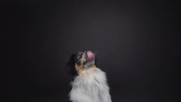 成年杂交种博尔德尼斯或边境科利 贝内塞山犬杂交种在黑色背景下捕捉飞行小吃 — 图库视频影像