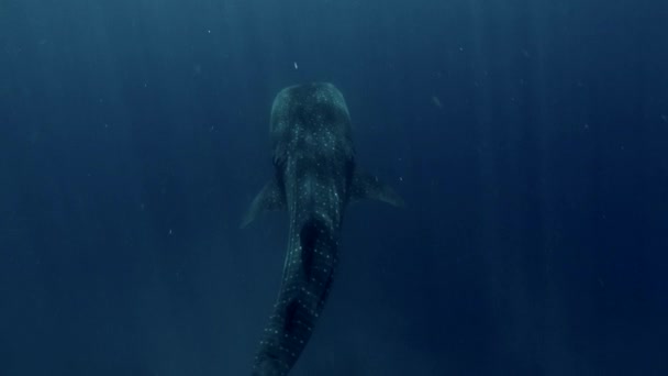 Grand Requin Baleine Eau Bleue — Video