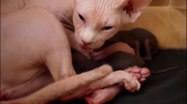 Purebred Hairless Cat Closed Eyes Feeding Cute Kittens While Lying — Stock Video