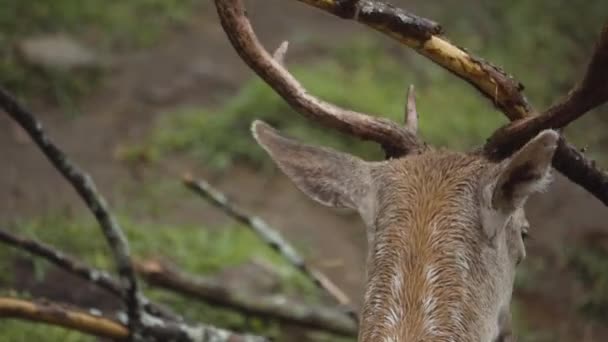 Wapiti Geyiği Ormanda Çayırda Otluyor — Stok video