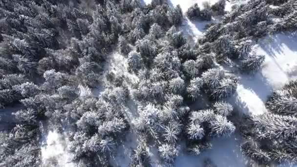Pintoresca Vista Drones Coníferas Cubiertas Heladas Que Crecen Bosque Nevado — Vídeo de stock