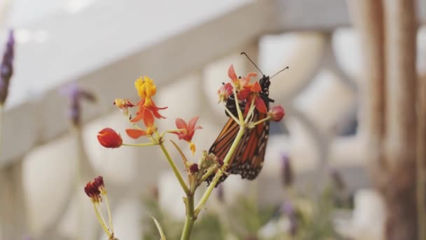 Primer Plano Hermosa Mariposa Sentada Planta Floreciente Luego Volando Día — Vídeo de stock