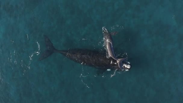 Vue Aérienne Grand Rorqual Bleu Avec Bébé Rorqual Flottant Dans — Video