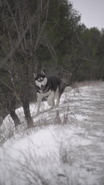 Husky Hond Loopt Snel Door Sneeuw Drijft Weide Met Tong — Stockvideo